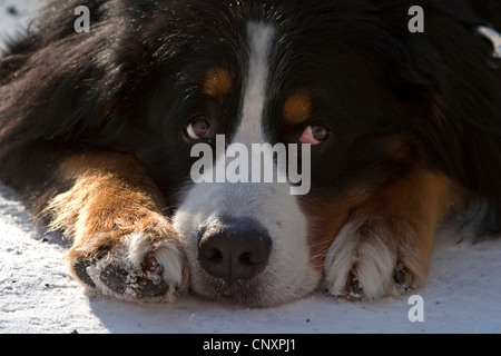 Bernois (Canis lupus f. familiaris), allongé sur le sol, portrait Banque D'Images