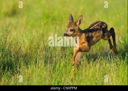 Le chevreuil (Capreolus capreolus), fauve s'exécutant dans un pré, ALLEMAGNE, Basse-Saxe Banque D'Images