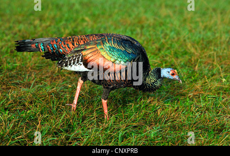 Ocellated turquie (Agriocharis ocellata, Meleagris ocellata), dans un pré, Guatemala Banque D'Images