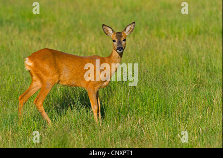 Le chevreuil (Capreolus capreolus), Doe dans un pré, en Allemagne, en Basse-Saxe Banque D'Images