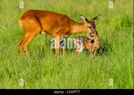 Le chevreuil (Capreolus capreolus), Doe dans un pré avec un faon, ALLEMAGNE, Basse-Saxe Banque D'Images