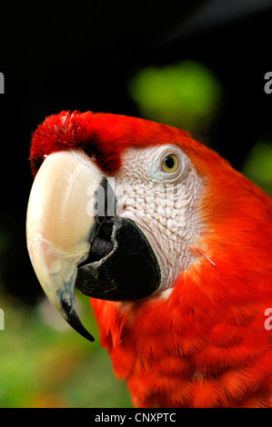 Green-winged Macaw (Ara chloroptera), portrait Banque D'Images