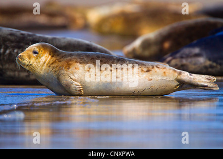 Le phoque, phoque commun (Phoca vitulina), allongé sur la plage de sable dans une colonie, l'Allemagne, Schleswig-Holstein, Helgoland Banque D'Images