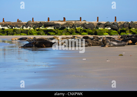 Le phoque, phoque commun (Phoca vitulina), allongé sur la plage de sable dans une colonie de phoques gris, avec l'Allemagne, Schleswig-Holstein, Helgoland Banque D'Images