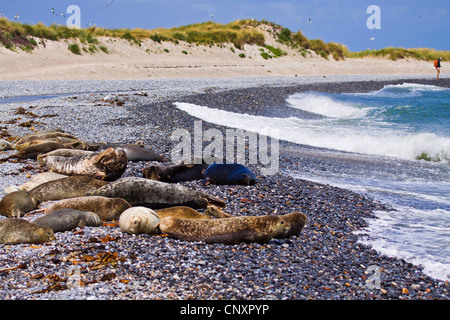 Le phoque, phoque commun (Phoca vitulina), allongé sur la plage de sable dans une colonie de phoques gris, avec l'Allemagne, Schleswig-Holstein, Helgoland Banque D'Images