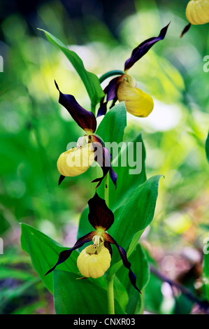 Lady's Slipper orchid (Cypripedium calceolus), blooming, France Banque D'Images