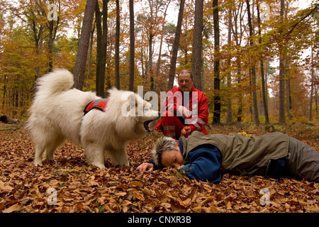 Samoyède (Canis lupus f. familiaris) chien de sauvetage, la recherche d'une personne en forêt d'automne Banque D'Images