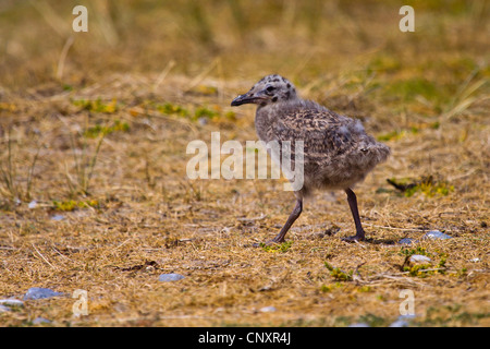 Moindre Goéland marin (Larus fuscus), Poussin, Allemagne, Schleswig-Holstein, Helgoland Banque D'Images