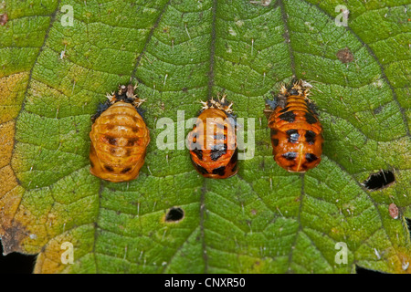 Coccinelle asiatique multicolore (Harmonia axyridis), pupes, Allemagne Banque D'Images