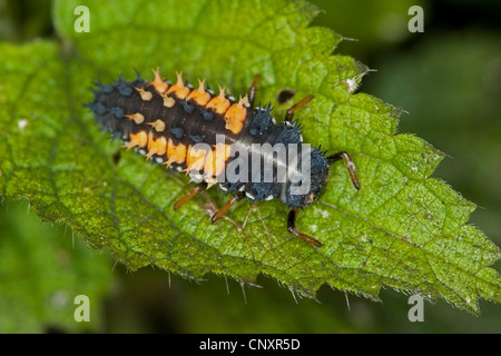 Coccinelle asiatique multicolore (Harmonia axyridis), chenille sur une feuille, Allemagne Banque D'Images