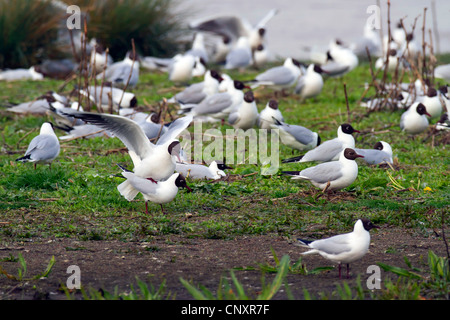 Mouette rieuse (Larus ridibundus), colonie, France, Picardie, Baie de Somme Banque D'Images