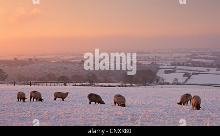 Les moutons paissent dans les champs couverts de neige à l'aube, Exmoor, Somerset, Angleterre. L'hiver (Janvier) 2012. Banque D'Images