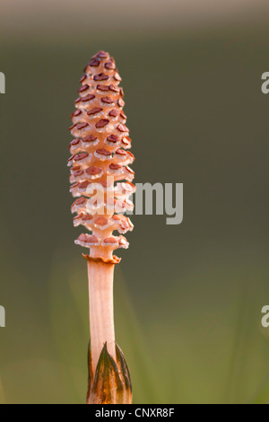 La prêle des champs (Equisetum arvense), cône, l'Allemagne, en Rhénanie du Nord-Westphalie, Emsaue Rheine-Elte, Banque D'Images