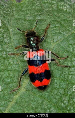 Abeille INSECTE, bee wolf (Trichodes apiarius), assis sur une feuille, Allemagne Banque D'Images