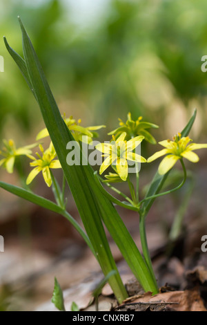 Étoile jaune-de-Bethléem (Gagea lutea), la floraison, l'Allemagne, Rhénanie du Nord-Westphalie Banque D'Images