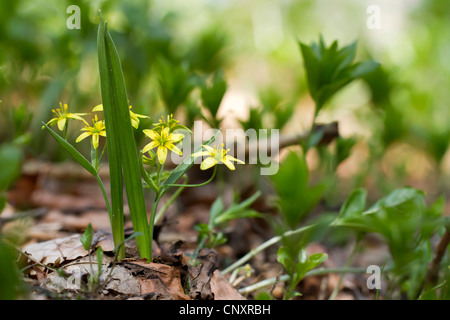 Étoile jaune-de-Bethléem (Gagea lutea), la floraison, l'Allemagne, Rhénanie du Nord-Westphalie Banque D'Images