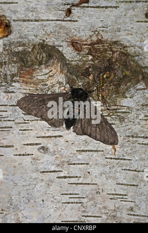 Truffée d'amphibien (Biston betularia f. carbonaria, Biston) betularius, forme foncée, noir intense, Allemagne Banque D'Images