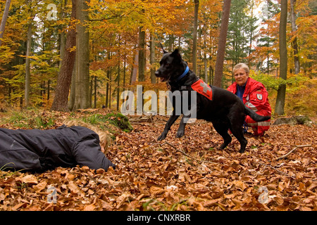 Labrador Retriever (Canis lupus f. familiaris), avec formation de chien, chien de sauvetage raté et personne dans la forêt Banque D'Images