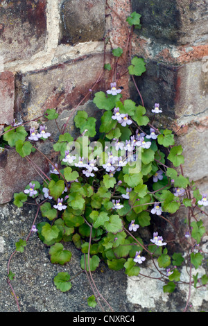 Kenilworth ivy, ivy linaire à feuilles de lierre, le colisée (Cymbalaria muralis, Linaria muralis), à un mur, France, Rhône-Alpes Banque D'Images