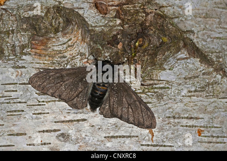 Truffée d'amphibien (Biston betularia f. carbonaria, Biston) betularius, forme foncée, noir intense, Allemagne Banque D'Images