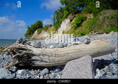 Bois flotté, Germany, Mecklenburg-Western Pomerania, Ruegen, Parc National de Jasmund Banque D'Images