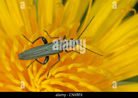 Allaitement Pollen Beetle, épais en tailleur Flower Beetle, faux blister beetle (Oedemera virescens), assis sur une fleur de pissenlit Banque D'Images