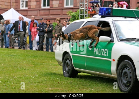 Malinois (Canis lupus f. familiaris), police dog sautant hors d'une voiture de police lors d'une manifestation publique dans un parc Banque D'Images