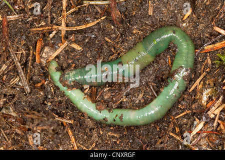 Ver de terre verte Allolobophora smaragdina (forêt de conifères), sur la masse, Allemagne Banque D'Images