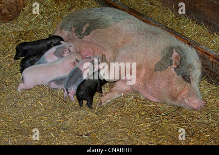 Vietnamese pot-bellied pig (Sus scrofa domestica). f, porcelets suckling Banque D'Images