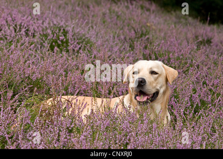 Labrador Retriever (Canis lupus f. familiaris), situé à Heath Banque D'Images