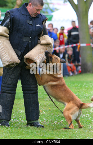 Malinois (Canis lupus f. familiaris), l'appréhension d'un chien de police criminelle contre les piqûres matelassées faux lors d'une démonstration de la police Banque D'Images