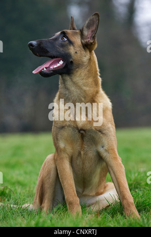 Berger Belge Malinois / Chien (Canis lupus familiaris) assis dans le jardin, Belgique Banque D'Images