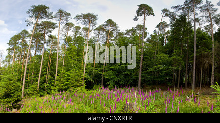 Pin sylvestre, le pin sylvestre (Pinus sylvestris), de compensation dans une forêt de pins avec doxglove, Allemagne, Rhénanie-Palatinat Banque D'Images