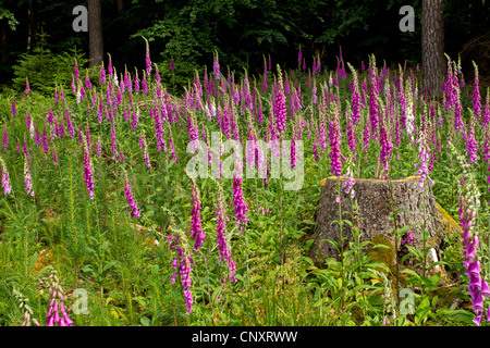 La digitale pourpre digitale, commune (Digitalis purpurea), doxglove en fleurs sur une clairière, Allemagne, Rhénanie-Palatinat Banque D'Images