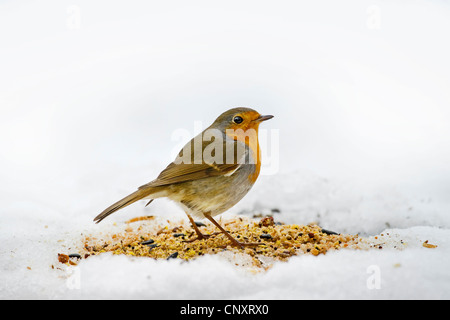 European robin (Erithacus rubecula aux abords) à nourrir les oiseaux l'endroit dans la neige en hiver, Belgique Banque D'Images