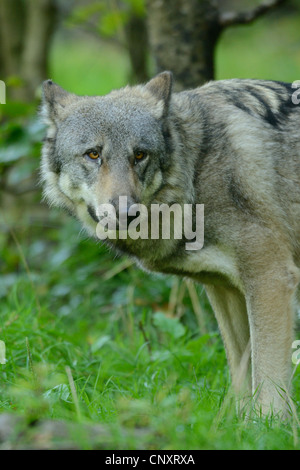 Le loup (canis lupus), l'animal Rhodes park, Moselle, France, Europe Banque D'Images