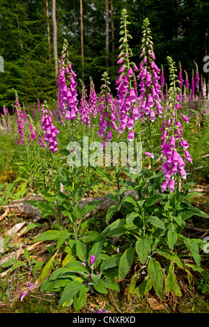 La digitale pourpre digitale, commune (Digitalis purpurea), doxglove en fleurs sur une clairière, Allemagne, Rhénanie-Palatinat Banque D'Images