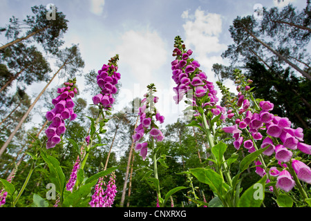 La digitale pourpre digitale, commune (Digitalis purpurea), doxglove en fleurs sur une clairière, Allemagne, Rhénanie-Palatinat Banque D'Images