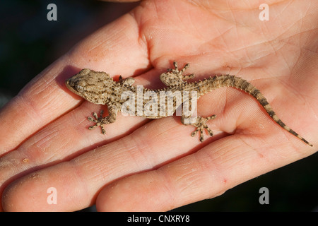 Mur commun gecko, gecko mauresque (Tarentola mauritanica), assis sur une main Banque D'Images
