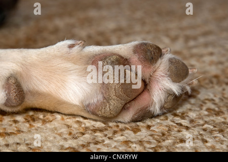 Labrador Retriever (Canis lupus f. familiaris), pad Banque D'Images
