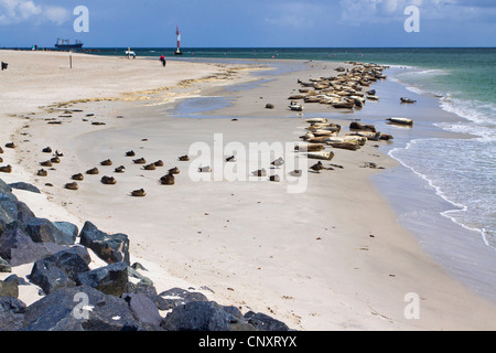 Le phoque, phoque commun (Phoca vitulina), colonie à la plage de sable fin, l'Allemagne, Schleswig-Holstein, Helgoland Banque D'Images