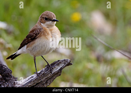 L'Est de traquet oreillard (Oenanthe hispanica melanoleuca), femme assise sur une pousse, Turquie Banque D'Images