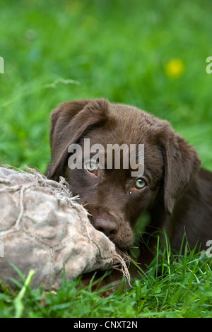 Labrador Retriever (Canis lupus f. familiaris), une balle à mâcher chiot Banque D'Images