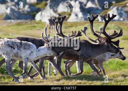 Le renne d'Europe, le caribou (Rangifer tarandus), troupeau d'exécution dans un pré, Norvège Banque D'Images