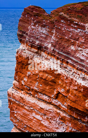 La roche rouge de la côte escarpée avec des colonies, l'Allemagne, Schleswig-Holstein, Helgoland Banque D'Images