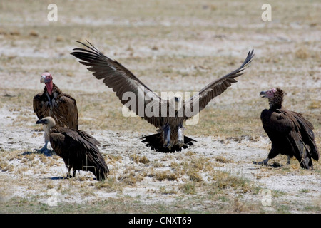 Oriental vautour (Gyps bengalensis), l'atterrissage, la Namibie, Etosha National Park Banque D'Images