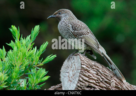 Peu d'oiseaux (Anthochaera chrysoptera wattle), assis sur le bois, l'Australie, Victoria, Wilson Promontory np Banque D'Images