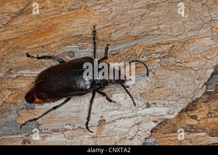 Prionus longicorne asiatique, la plus grande, le longhorn tanner, le sawyer (Prionus coriarius), assis sur l'écorce, Allemagne Banque D'Images