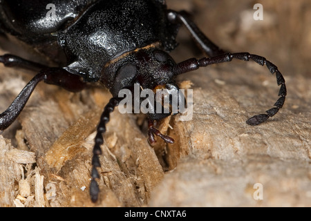 Prionus longicorne asiatique, la plus grande, le longhorn tanner, le sawyer (Prionus coriarius), portrait, Allemagne Banque D'Images