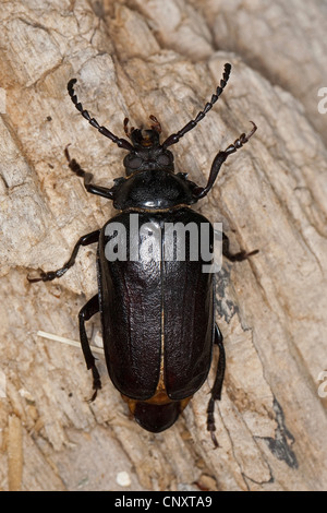 Prionus longicorne asiatique, la plus grande, le longhorn tanner, le sawyer (Prionus coriarius), assis sur l'écorce, Allemagne Banque D'Images